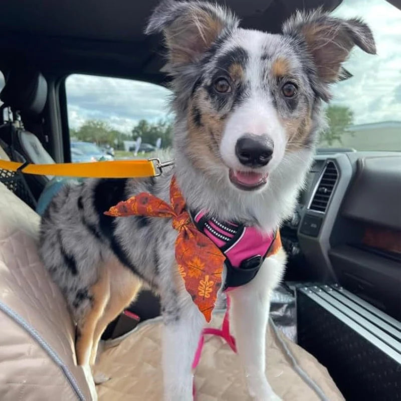 Dog Safety Harness & Leash 2-in-1