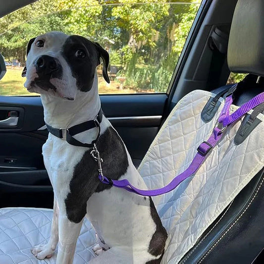 Dog Safety Harness & Leash 2-in-1