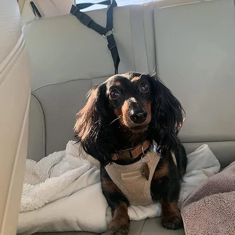 Dog Safety Harness & Leash 2-in-1
